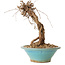 Parthenocissus, 16 cm, ± 10 ans