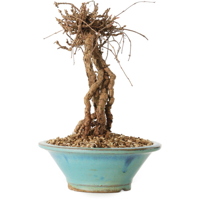 Parthenocissus, 16 cm, ± 10 ans