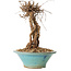 Parthenocissus, 16 cm, ± 10 ans