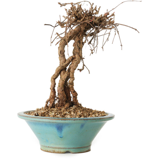 Parthenocissus, 16 cm, ± 10 ans