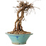Parthenocissus, 16 cm, ± 10 ans