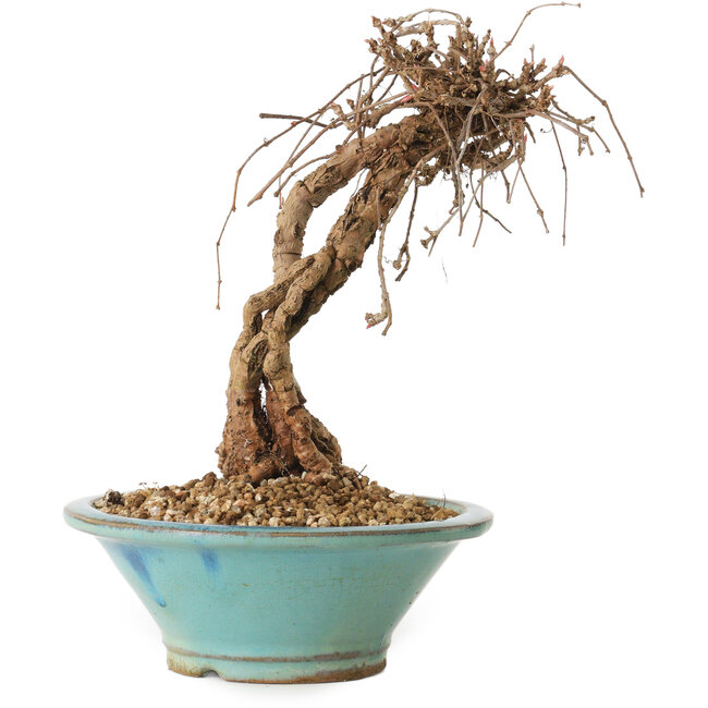 Parthenocissus, 16 cm, ± 10 jaar oud