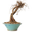 Parthenocissus, 16 cm, ± 10 ans