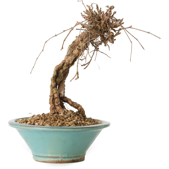 Parthenocissus, 16 cm, ± 10 años de edad