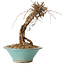 Parthenocissus, 16 cm, ± 10 ans