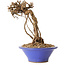 Parthenocissus, 16 cm, ± 10 ans