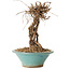 Parthenocissus, 16 cm, ± 10 ans