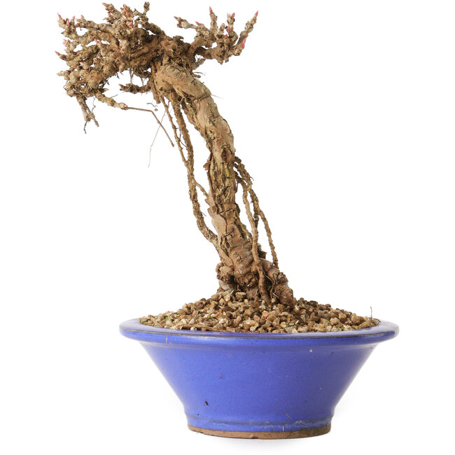 Parthenocissus, 16 cm, ± 10 years old