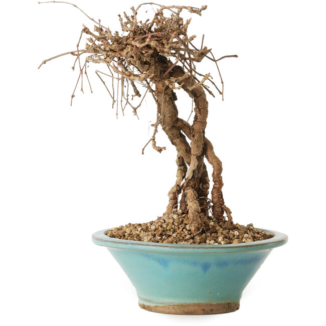 Parthenocissus, 16 cm, ± 10 jaar oud