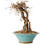 Parthenocissus, 16 cm, ± 10 ans
