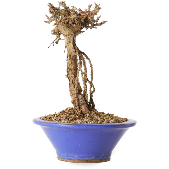 Partenocisso, 16 cm, ± 10 anni di età