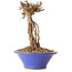 Parthenocissus, 16 cm, ± 10 ans