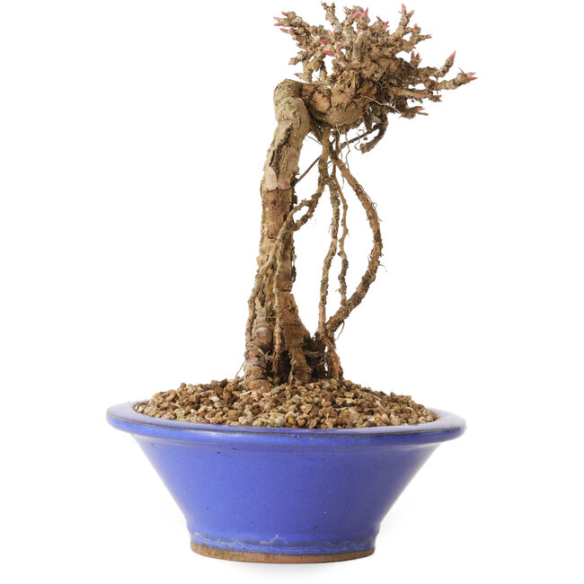 Parthenocissus, 16 cm, ± 10 jaar oud