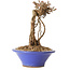 Parthenocissus, 16 cm, ± 10 ans