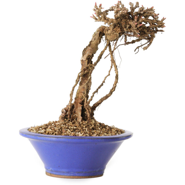 Parthenocissus, 16 cm, ± 10 ans