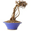 Parthenocissus, 16 cm, ± 10 ans