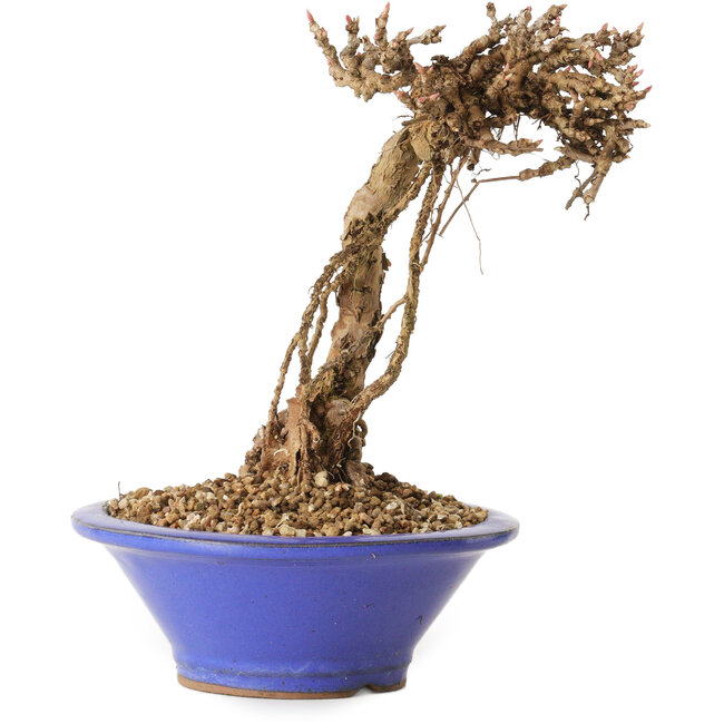 Parthenocissus, 16 cm, ± 10 años de edad