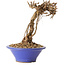 Parthenocissus, 16 cm, ± 10 ans