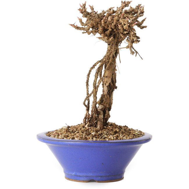 Parthenocissus, 16 cm, ± 10 ans