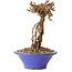 Parthenocissus, 16 cm, ± 10 ans