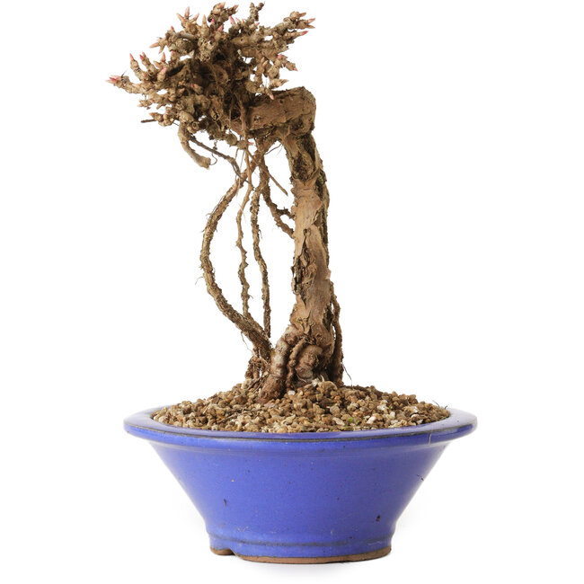 Parthenocissus, 16 cm, ± 10 ans
