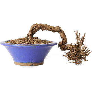 Partenocisso, 6 cm, ± 10 anni di età