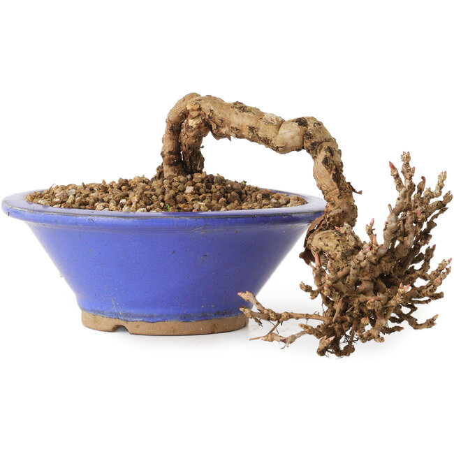 Partenocisso, 6 cm, ± 10 anni di età