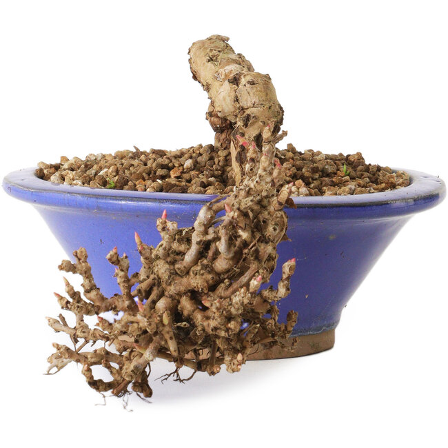 Partenocisso, 6 cm, ± 10 anni di età