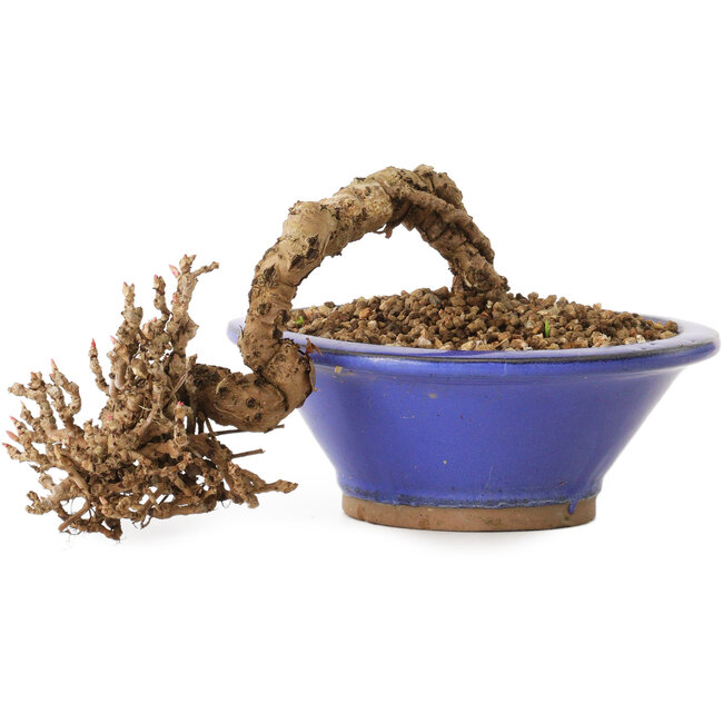 Partenocisso, 6 cm, ± 10 anni di età