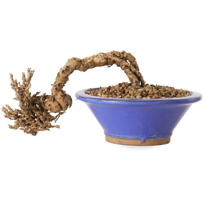 Partenocisso, 6 cm, ± 10 anni di età