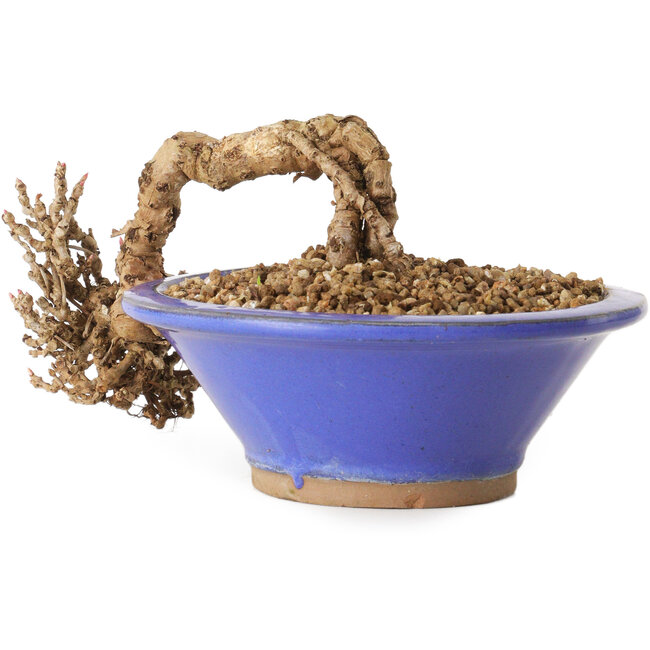 Partenocisso, 6 cm, ± 10 anni di età