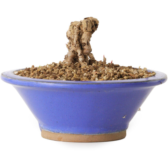 Partenocisso, 6 cm, ± 10 anni di età