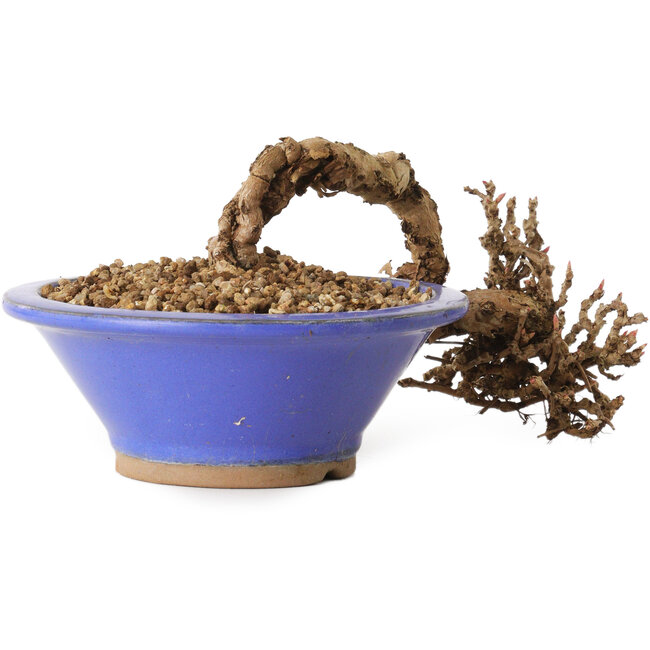 Partenocisso, 6 cm, ± 10 anni di età