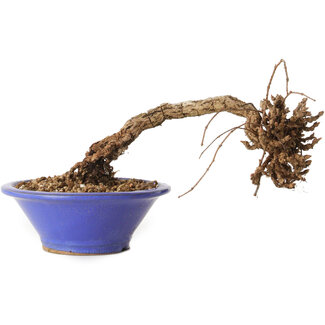 Parthenocissus, 8 cm, ± 10 jaar oud