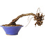 Parthenocissus, 8 cm, ± 10 ans