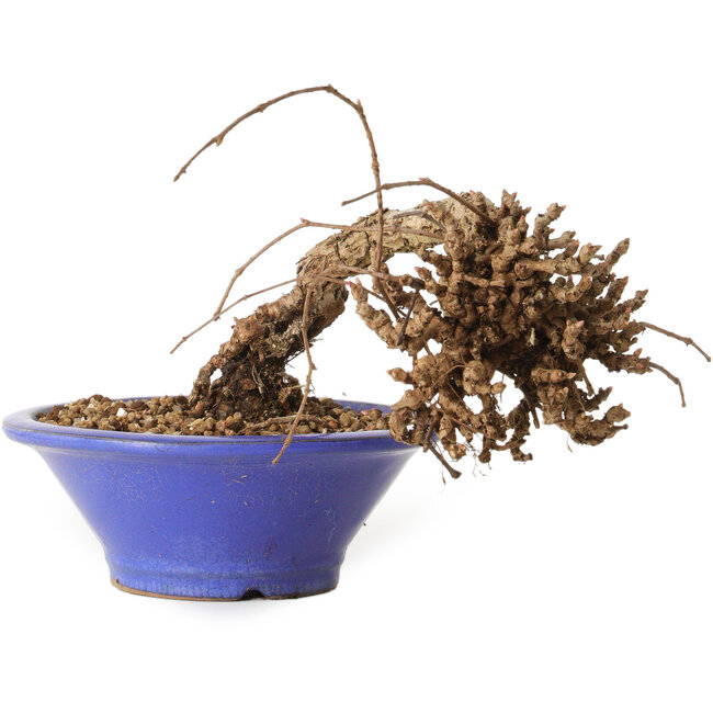 Parthenocissus, 8 cm, ± 10 jaar oud