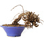 Parthenocissus, 8 cm, ± 10 ans