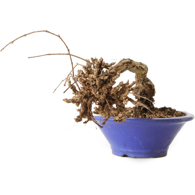 Parthenocissus, 8 cm, ± 10 ans