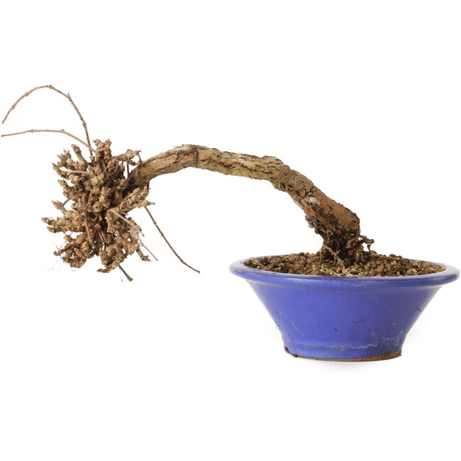 Parthenocissus, 8 cm, ± 10 años de edad