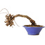 Parthenocissus, 8 cm, ± 10 ans