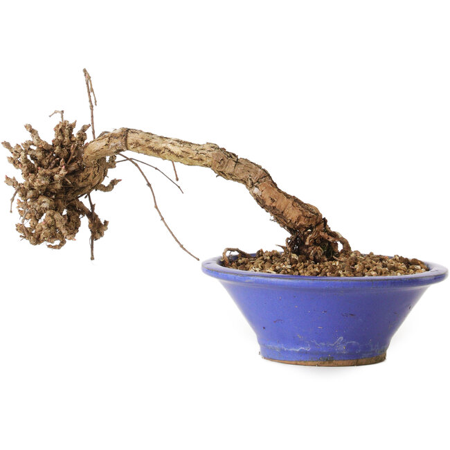 Parthenocissus, 8 cm, ± 10 jaar oud