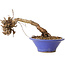 Parthenocissus, 8 cm, ± 10 ans