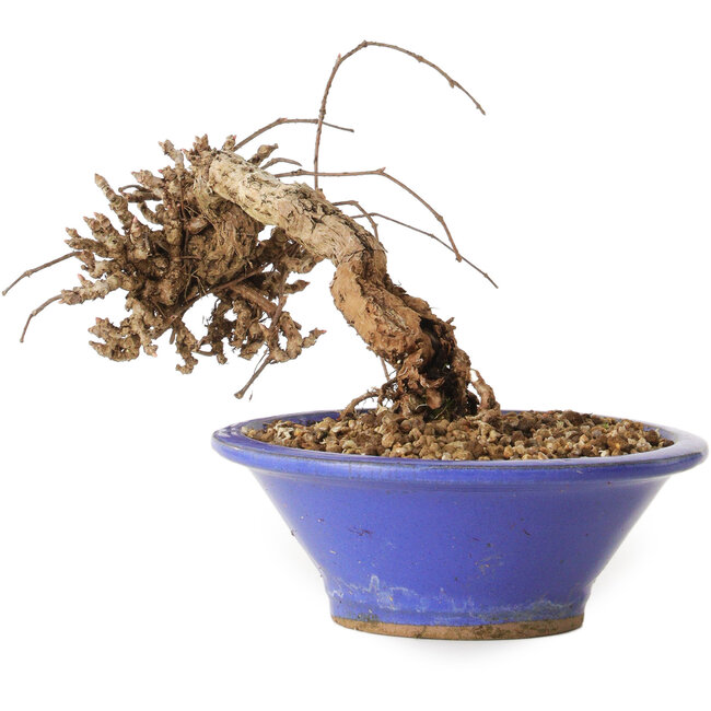 Parthenocissus, 8 cm, ± 10 ans