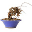 Parthenocissus, 8 cm, ± 10 ans