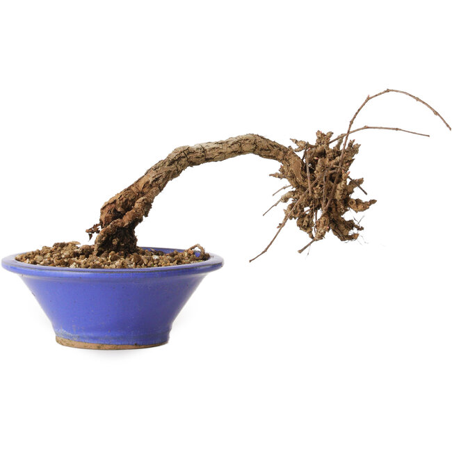 Parthenocissus, 8 cm, ± 10 jaar oud