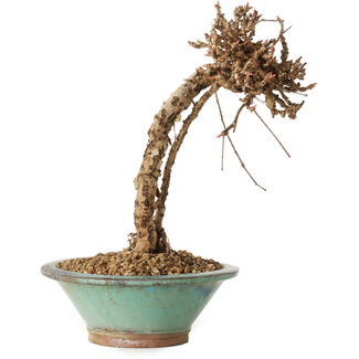 Parthenocissus, 21 cm, ± 10 ans