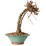 Parthenocissus, 21 cm, ± 10 ans