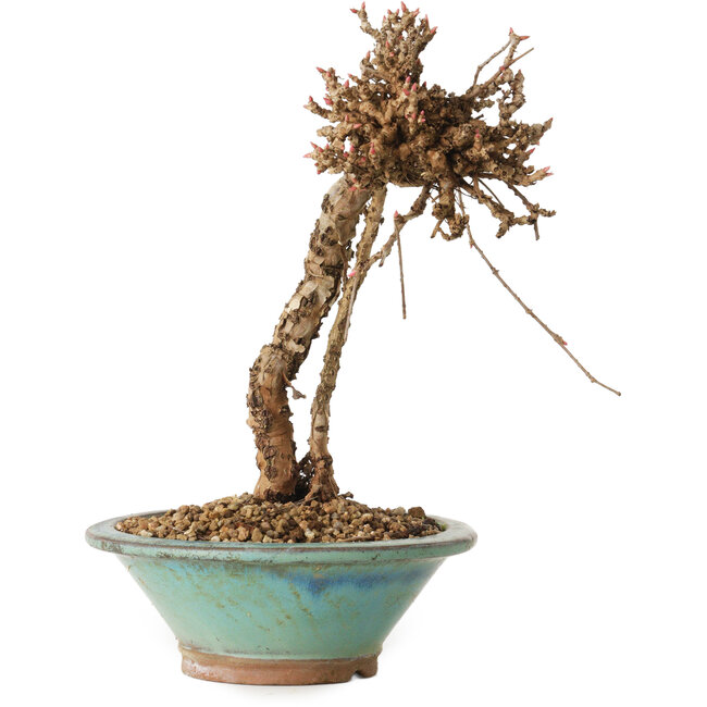 Parthenocissus, 21 cm, ± 10 jaar oud