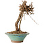 Parthenocissus, 21 cm, ± 10 ans