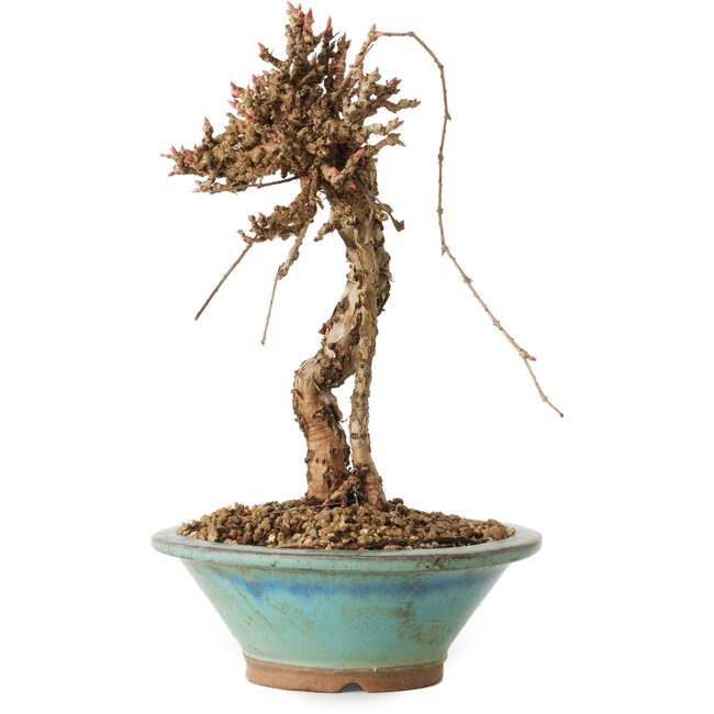 Parthenocissus, 21 cm, ± 10 jaar oud